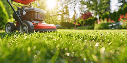 grass